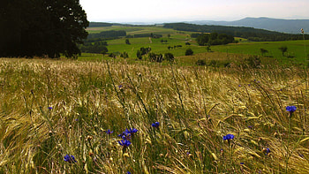 Nature, Flowers, Field, Herbs, Herbage, Open Spaces, Expanse HD wallpaper
