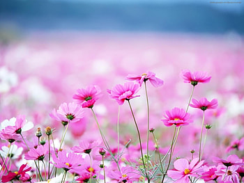 Plants, Flowers, Violet HD wallpaper