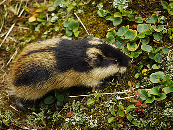 Lemming, Arctic mammal, Tiny climber, Lemming species HD wallpaper