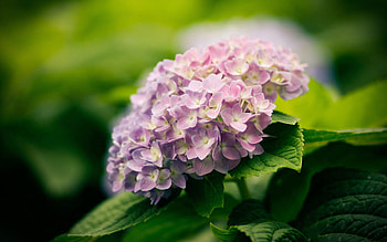 Flowers, Grass, Macro, Petals, Bouquet HD wallpaper