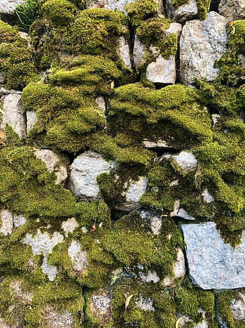 Nature, Stones, Rocks, Macro, Moss HD phone wallpaper