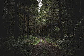 Nature, Trees, Grass, Forest, Path, Evening HD wallpaper