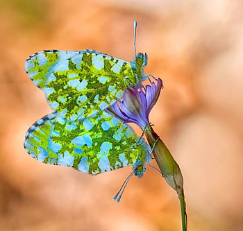 Butterlies, bokeh, mustafa ozturk, butterfly, flower, green, couple, fluture, insect HD wallpaper