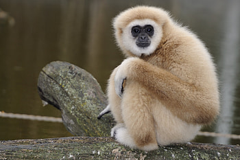 Animals, Sit, Sadness, Monkey, Sight, Opinion, Sorrow HD wallpaper