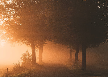 Nature, Trees, Shine, Light, Fog, Path HD wallpaper