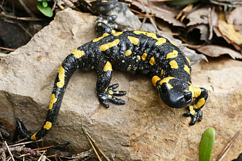 Fire salamander, Salamandra salamandra, Naturalist's observation, Striking colors HD wallpaper