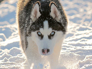 Alaskan working dog, working dogs, Eskimo dogs, Canadian, animals, snow, dogs HD wallpaper