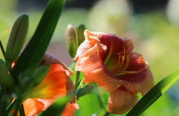 Beautiful Flowers, Flowers, Buds, Macro, Blossom HD wallpaper
