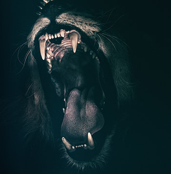 Animals, Grin, Lion, Fangs HD phone wallpaper