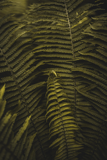 Leaves, Plant, Macro, Fern, Branches HD phone wallpaper