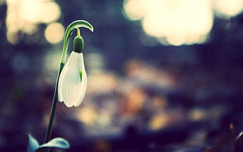 Macro, Light, Petals, Light Coloured, Snowdrop HD wallpaper