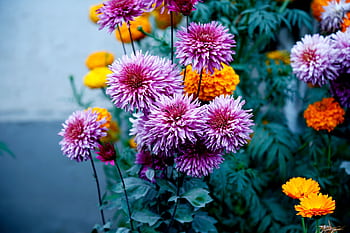 Colorful close-up of blooming chrysanthemums and marigolds in a summer garden. HD wallpaper