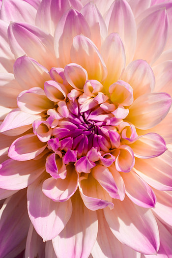 Light pink flower, close up HD phone wallpaper