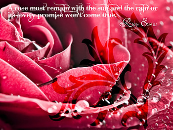 beautiful Rose, rose, quotes, abstract, ray evans HD wallpaper