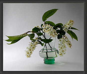 white & green, art , still life, white, green, vase, glass, flowers, nice HD wallpaper