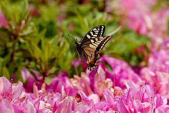 SPRING BEAUTY, butterfly, field, nature, flowers, spring HD wallpaper