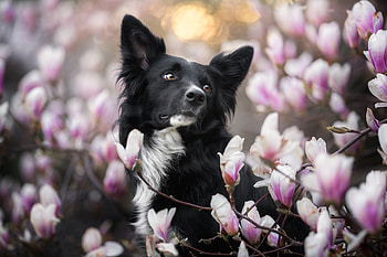 Border Collie, dog, pink, white, black, spring, magnolia, caine HD wallpaper