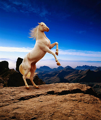 Animals, Horses HD phone wallpaper