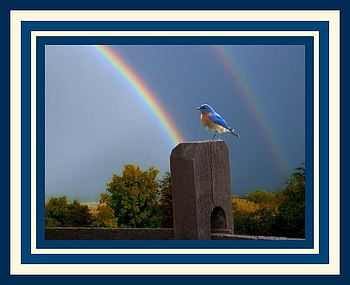 Bluebird and Rainbow, birds, rainbow, bluebird, trees, fence post, sky HD wallpaper