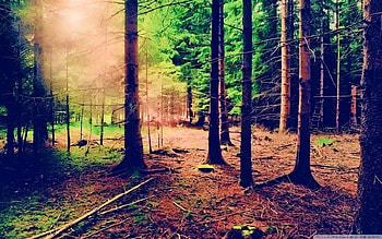 Forest, trees, nature, land HD wallpaper