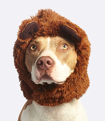 Charming close-up of a pitbull in a fun furry hat, showing a playful and adorable expression. HD phone wallpaper