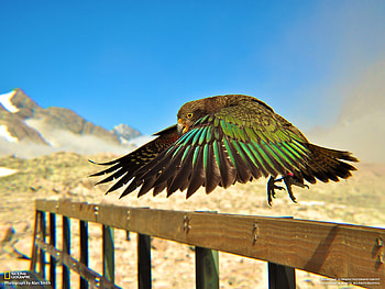 Hawk, birds of prey, birds, animals HD wallpaper