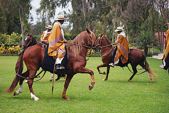Peruvian Pasos, pasos, horses, breed, stallions HD wallpaper