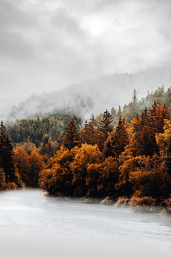 Nature, Trees, Autumn, Clouds, Forest, Fog HD phone wallpaper
