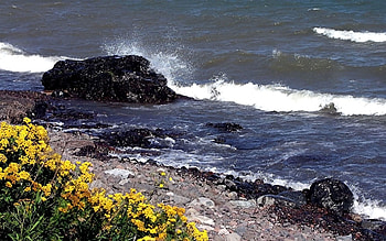 Nature, Flowers, Stones, Waves, Shore, Bank, Spray, Blow, Hit HD wallpaper