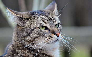 Animals, Cat, Muzzle, Grey, Mustache, Moustache HD wallpaper