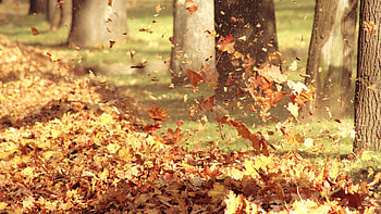 Nature, Trees, Autumn, Leaves, Forest, Heap HD wallpaper