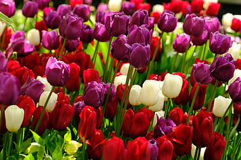 Plants, Flowers, Tulips, Multicolored, Motley HD wallpaper
