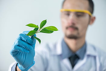 Young scientist wearing protective gloves and examining a plant sample in a laboratory setting. HD wallpaper