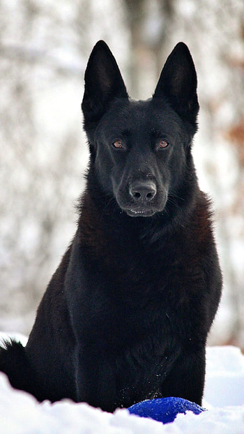 Black Dog, Black, Breed HD phone wallpaper