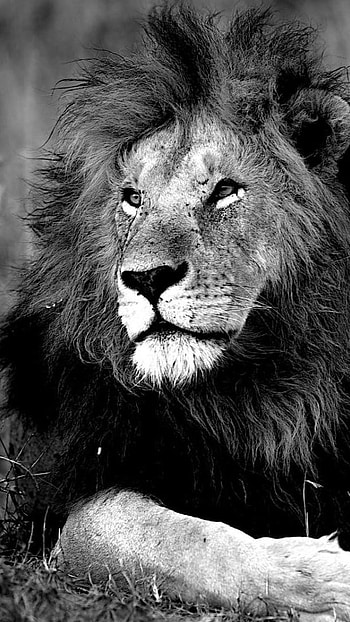 Black Lion, Black And White HD phone wallpaper