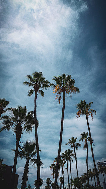 Nature, Palms, City, Branches, Tropical HD phone wallpaper