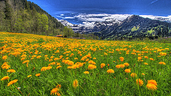 Mountain Meadow, flowers, forest, gass, trees, landscape, sky HD wallpaper