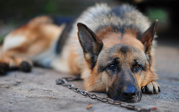 Animals, Dogs HD wallpaper