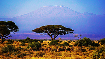 Kilimanjaro rising above the African savanna, landscape, misty, morning, tree HD wallpaper