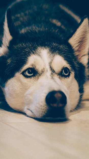 Siberian Husky for and Android, Mobile beauty, Cool visuals, personalization HD phone wallpaper