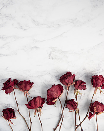 Flowers, Roses, Dry HD phone wallpaper