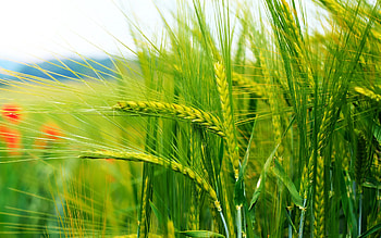 Wheat farm , Nature landscape HD wallpaper