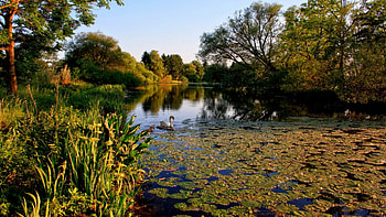 swan and chicks through water lilies on a lake, chicks, trees, swan, lilies, lake HD wallpaper
