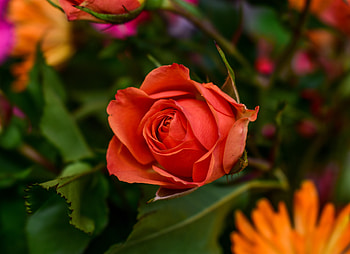Red rose, blur, bloom HD wallpaper