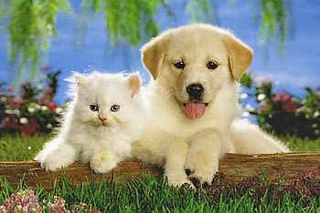 Cute friends, Sweet, Cute, Adorable, Pretty HD wallpaper