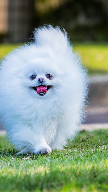 Pomeranian, 6 Plus , Cute canine, Fancy furball HD phone wallpaper