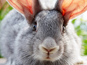 Bunny, cute, sniffing, grey HD wallpaper