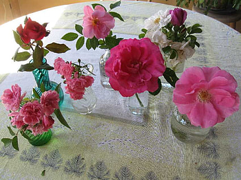 rose collection for Jasnas, collection, still life, table, pink, roses, vases, friendship HD wallpaper