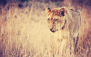 Animals, Grass, Lion, Predator, Big Cat HD wallpaper