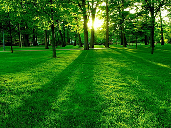 Landscape, Trees HD wallpaper